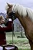Primary photo for Death of a Horse Primary photo for Death of a Horse