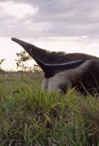 Primary photo for Brazil's Cerrado