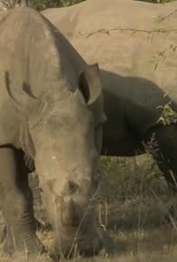 Primary photo for Rhino Wars
