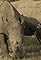 Rhino Wars's primary photo