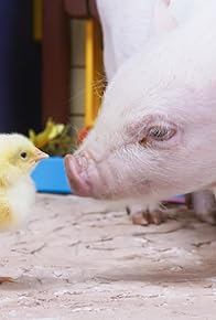 Primary photo for Baby Chick Sitting Primary photo for Baby Chick Sitting