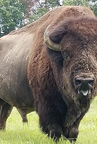 Primary photo for Bison Return
