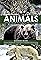 Animals's primary photo