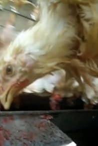 Primary photo for Why I Don't Eat Chicken