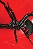 Primary photo for Black Widow Spider