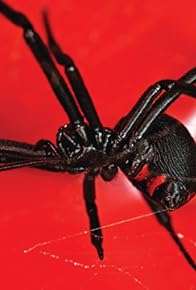 Primary photo for Black Widow Spider