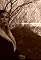 The Day Mary Pickford Fell off the Screen's primary photo