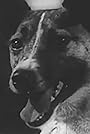 Laika's primary photo Laika's primary photo