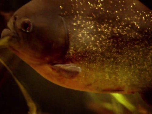 River Monsters Piranha Tv Episode 09 Imdb