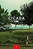Primary photo for Cicada Primary photo for Cicada
