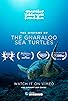 Primary photo for The Mystery of the Gnaraloo Sea Turtles Primary photo for The Mystery of the Gnaraloo Sea Turtles
