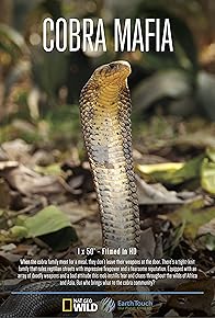 Primary photo for Cobra Mafia
