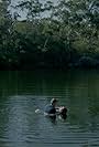Embrace (2013)
