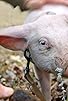 Primary photo for Die fabelhafte Welt der Schweine Primary photo for Die fabelhafte Welt der Schweine