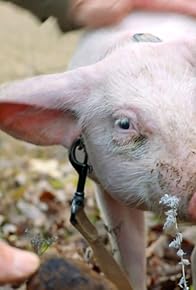 Primary photo for Die fabelhafte Welt der Schweine