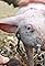 Die fabelhafte Welt der Schweine's primary photo