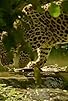 Primary photo for The Secret Leopards Primary photo for The Secret Leopards