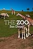 Primary photo for The Zoo: San Diego Primary photo for The Zoo: San Diego