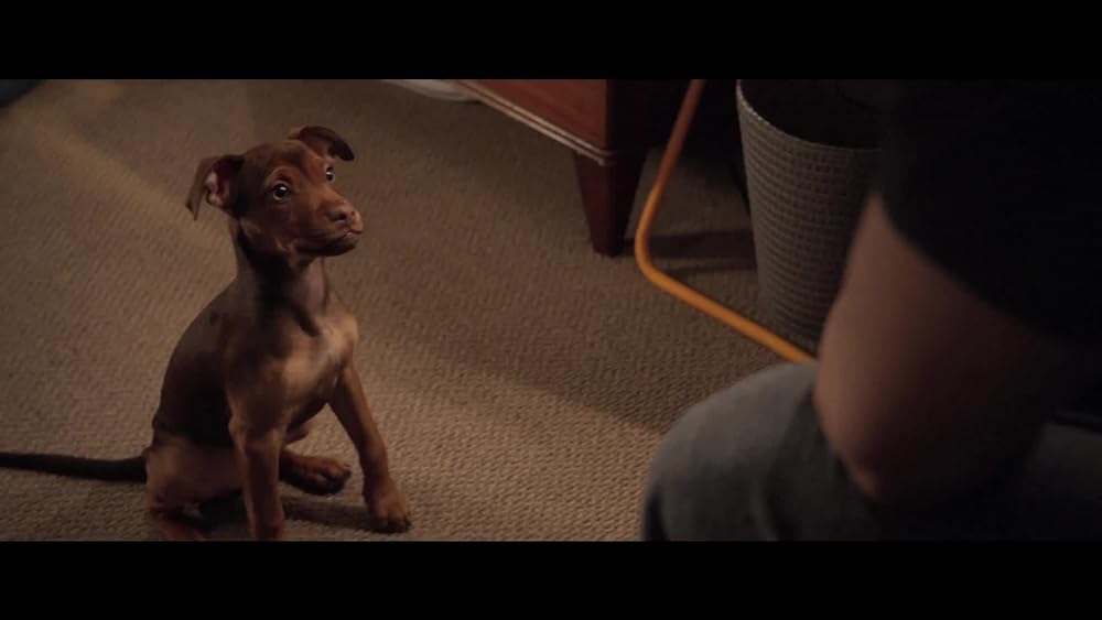 A Dog's Way Home Trailer 1 IMDb