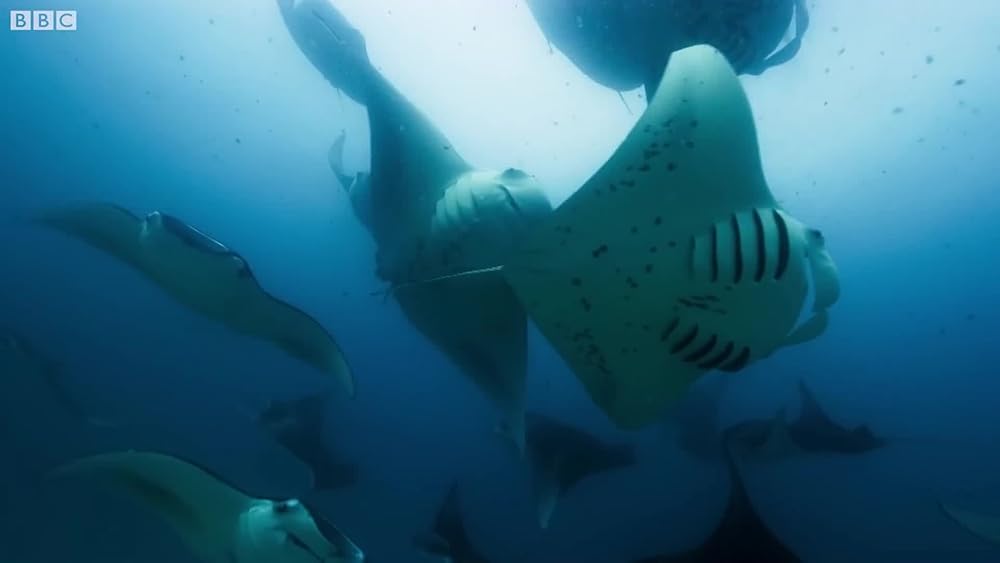 The Mating Game The Mating Game Trailer Season 1 IMDb