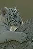 Primary photo for The Tiger in the White Primary photo for The Tiger in the White