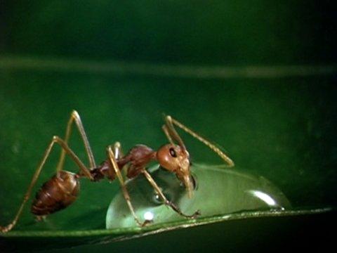 Bugs! (Short 2003) - IMDb