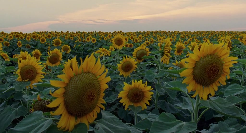 Legenda ausente na foto.