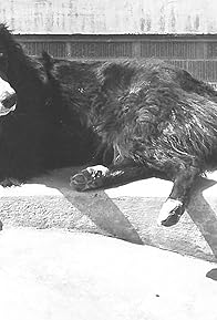 Primary photo for Shep the Dog