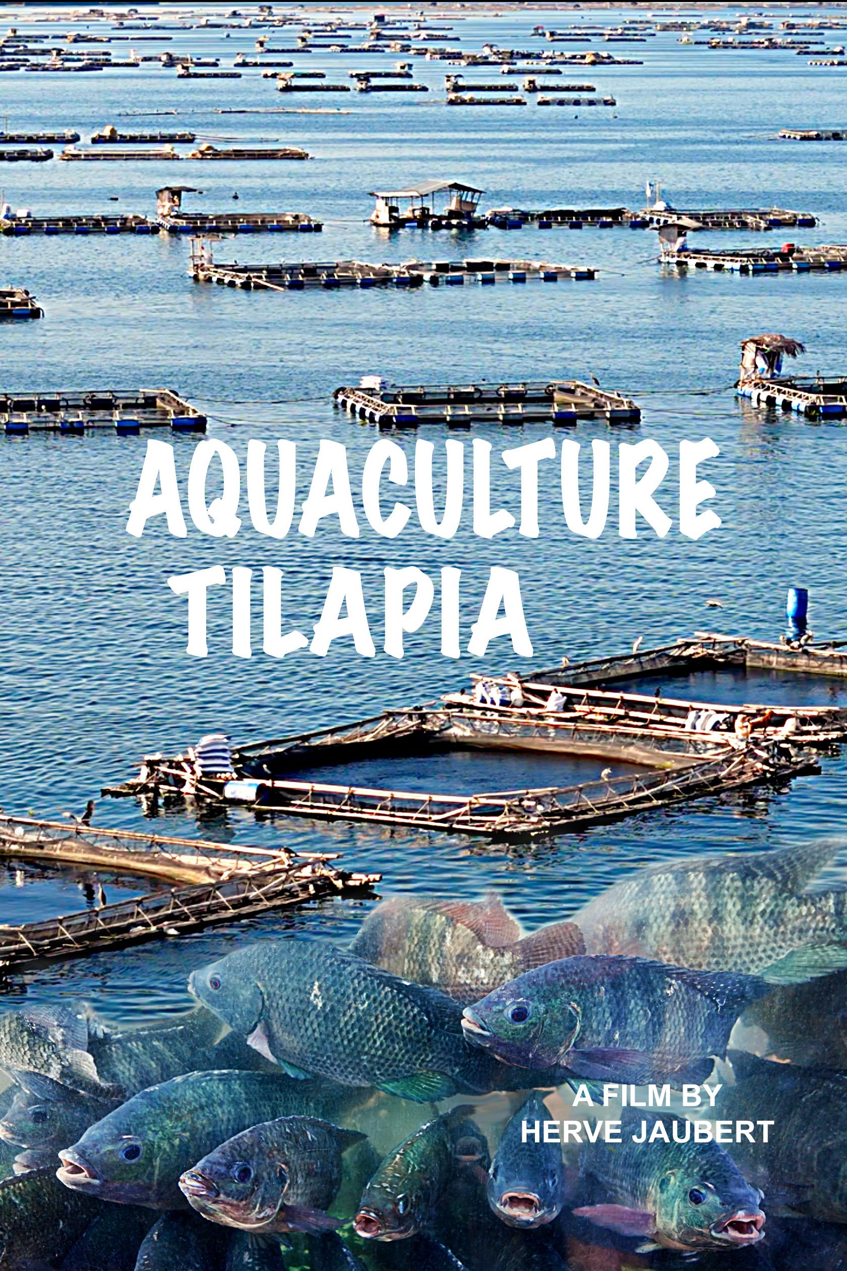 Aquaculture Tilapia