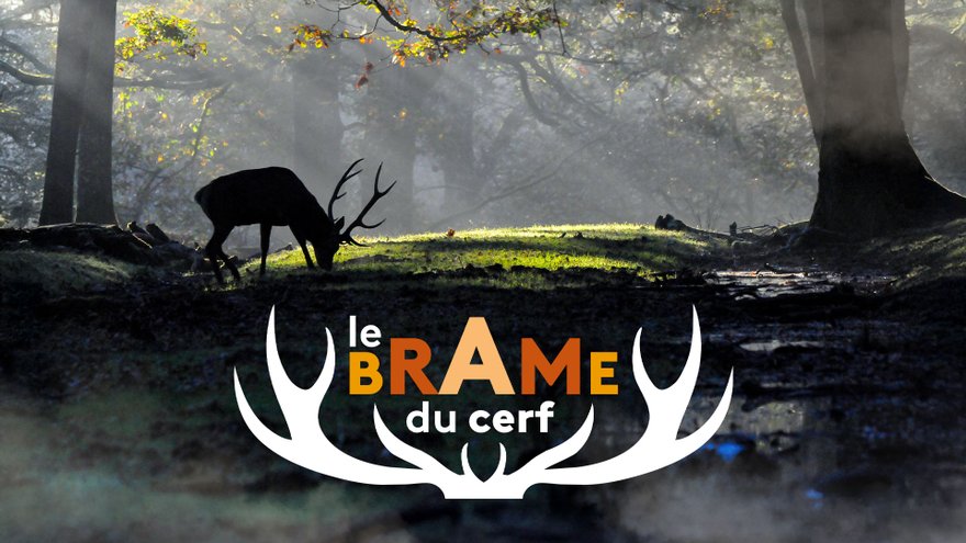 Le brame du cerf