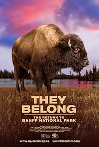 Primary photo for They Belong - The Return to Banff National Park - Bison Return from the Edge of Extinction