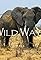Wild Ways's primary photo