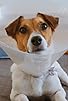 Primary photo for Harvest Hound: Vet Visit