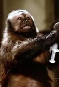 Primary photo for Monkey Shines Primary photo for Monkey Shines