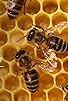 Primary photo for Honeybee Biology & Beekeeping Primary photo for Honeybee Biology & Beekeeping