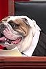 Primary photo for Real Animals, Fake Paws Footage Primary photo for Real Animals, Fake Paws Footage