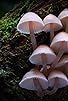 Primary photo for Fungi: The Web of Life Primary photo for Fungi: The Web of Life