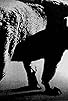 Primary photo for Daido Moriyama: Stray Dog of Tokyo Primary photo for Daido Moriyama: Stray Dog of Tokyo