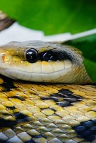 Primary photo for The Venom Cure