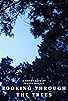 Primary photo for Looking Through the Trees Primary photo for Looking Through the Trees