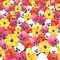 Primary photo for OK Go: You're So Damn Hot