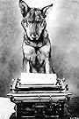 Rin Tin Tin's primary photo Rin Tin Tin's primary photo