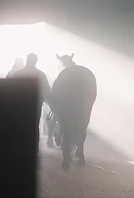 Primary photo for Horse Hitman