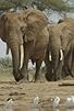 Primary photo for The Elephant and the Termite Primary photo for The Elephant and the Termite