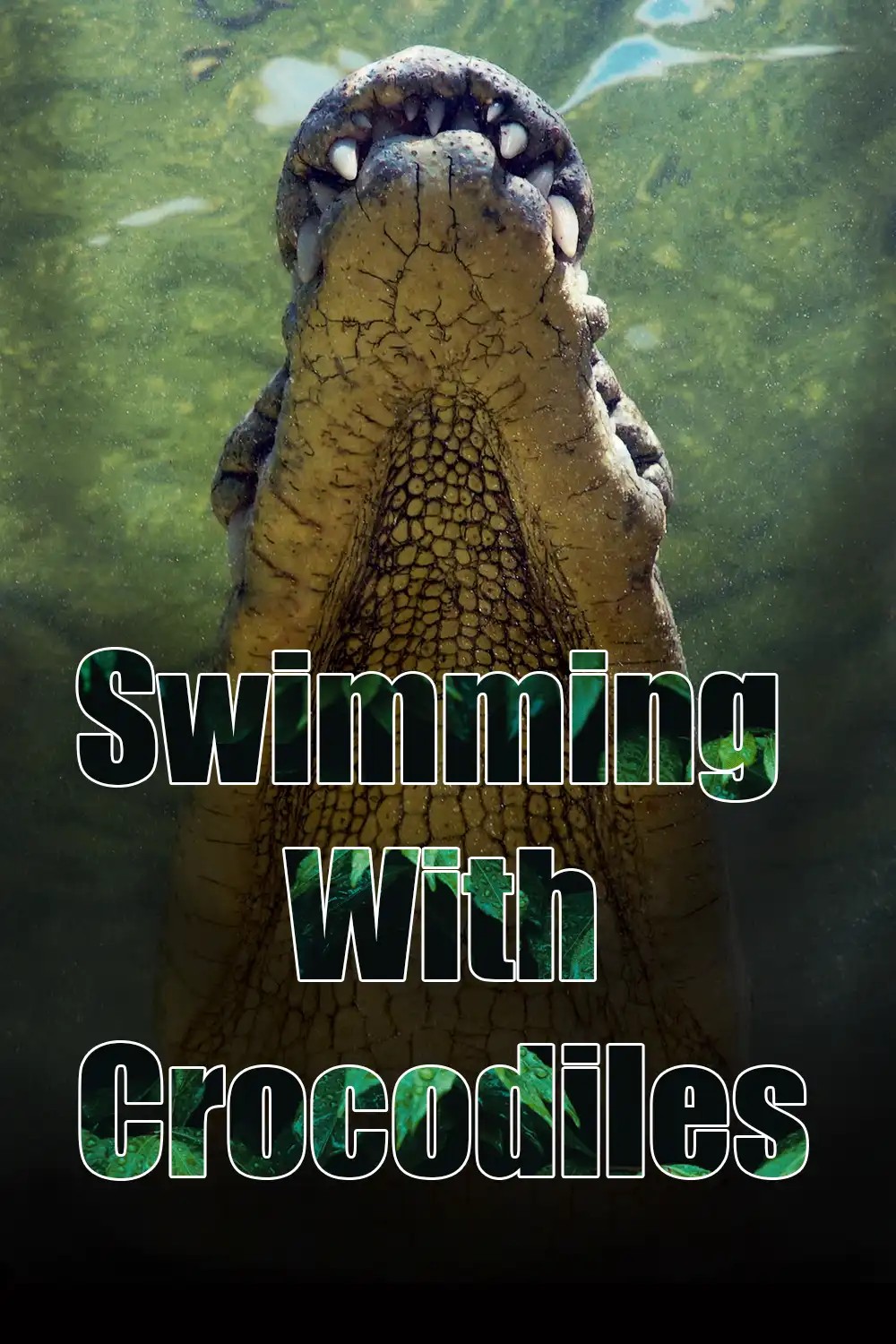 Swimming with Crocodiles