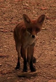 Primary photo for Entre chien et loup