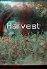 Primary photo for Harvest Primary photo for Harvest