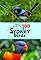 100 Sydney Birds's primary photo