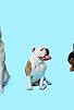 Primary photo for How Dogs Got Their Shapes Primary photo for How Dogs Got Their Shapes