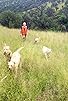Primary photo for Susan & Karma. An IAMS Dogumentary Primary photo for Susan & Karma. An IAMS Dogumentary